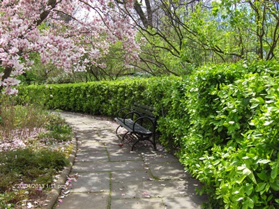 Wild cardinal birds by a parkbench in the Conservatory Garden in Central Park, NYC