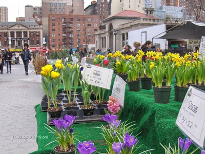 Crocus flowers at the Union Square Farmer's Market, NYC